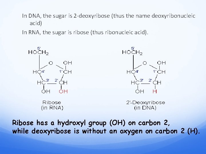 In DNA, the sugar is 2 -deoxyribose (thus the name deoxyribonucleic acid) In RNA,