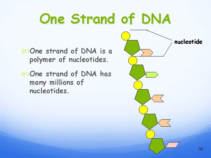 One Strand of DNA nucleotide One strand of DNA is a polymer of nucleotides.