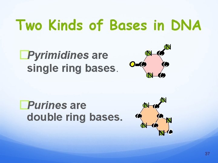 Two Kinds of Bases in DNA �Pyrimidines are single ring bases. �Purines are double