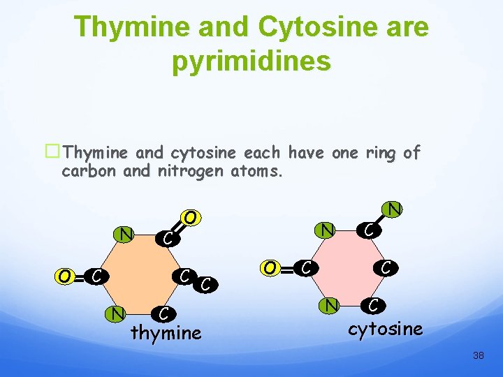 Thymine and Cytosine are pyrimidines �Thymine and cytosine each have one ring of carbon