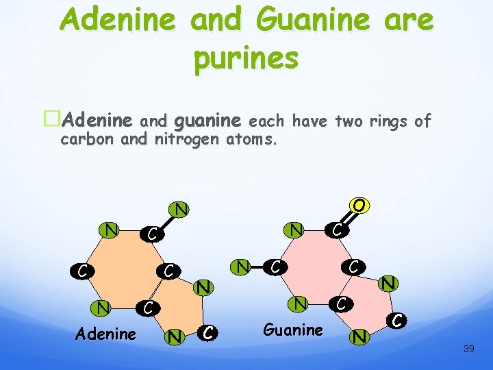 Adenine and Guanine are purines �Adenine and guanine each have two rings of carbon