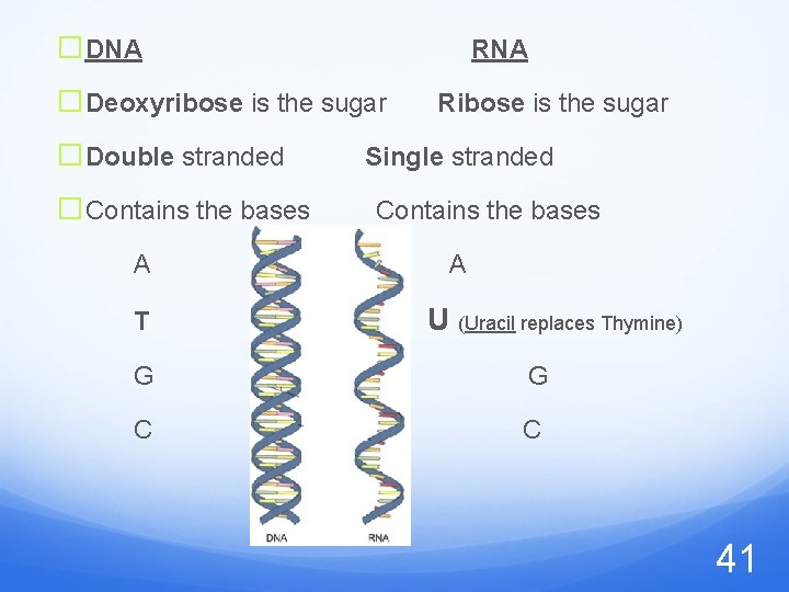 �DNA RNA �Deoxyribose is the sugar �Double stranded �Contains the bases A T Ribose