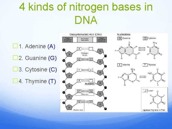 4 kinds of nitrogen bases in DNA � 1. Adenine (A) � 2. Guanine
