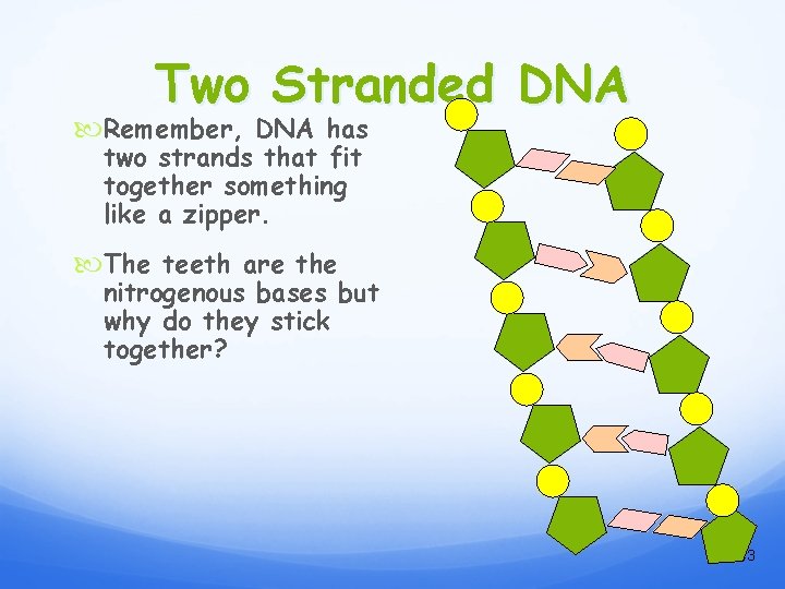 Two Stranded DNA Remember, DNA has two strands that fit together something like a