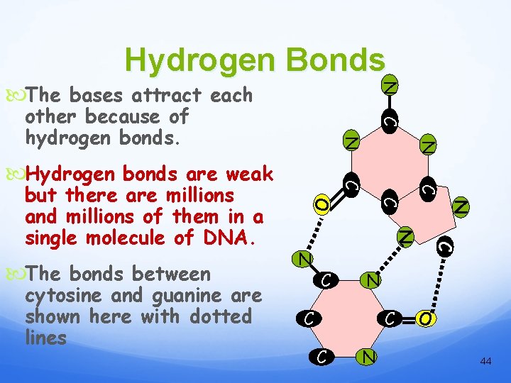 Hydrogen Bonds N The bases attract each C other because of hydrogen bonds. C