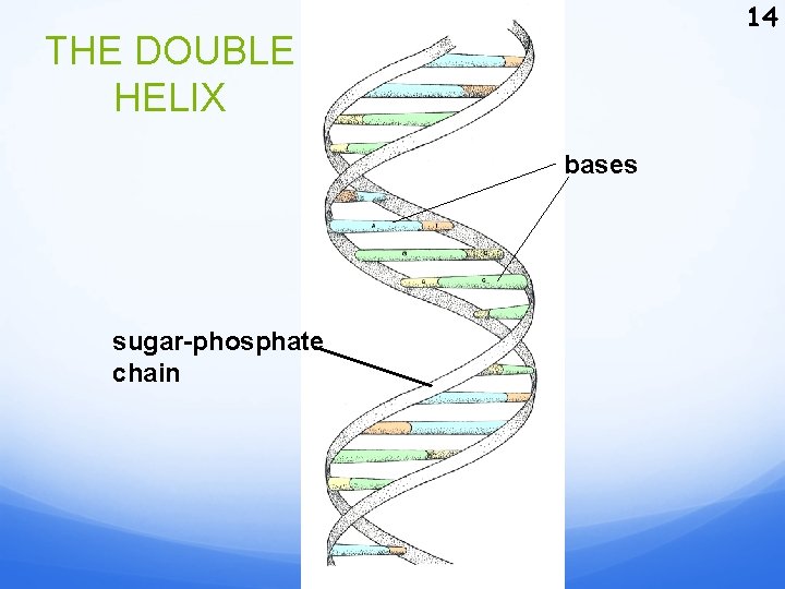 14 THE DOUBLE HELIX bases sugar-phosphate chain 