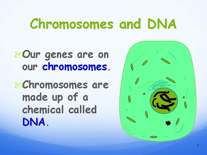 Chromosomes and DNA Our genes are on our chromosomes. Chromosomes are made up of