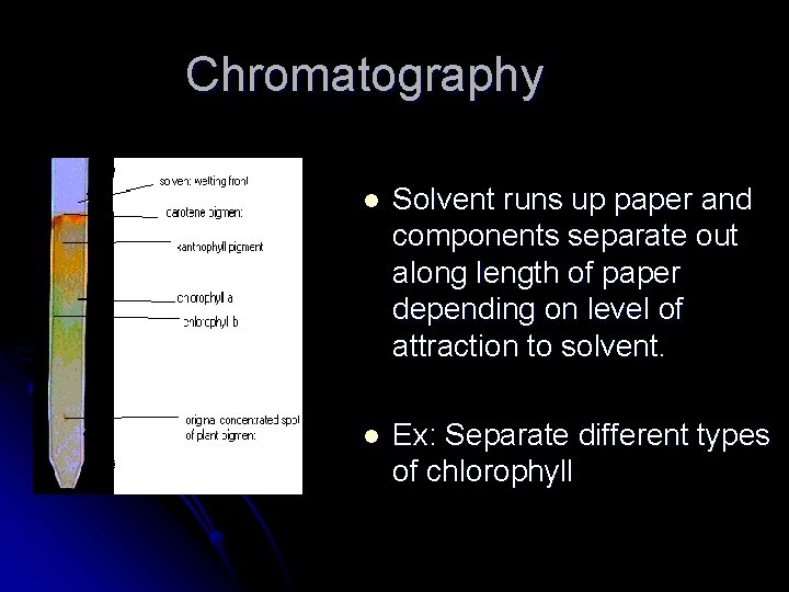 Chromatography l Solvent runs up paper and components separate out along length of paper