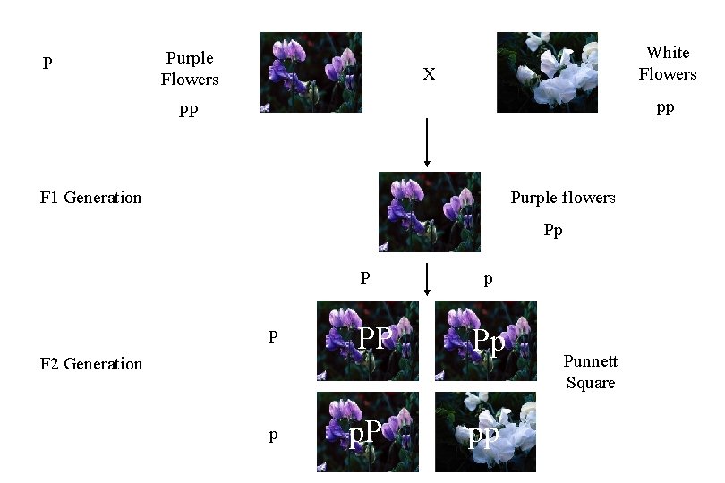 P Purple Flowers White Flowers X pp PP F 1 Generation Purple flowers Pp