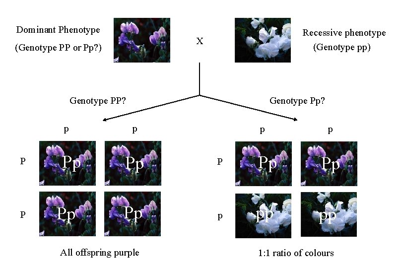 Dominant Phenotype Recessive phenotype (Genotype pp) X (Genotype PP or Pp? ) Genotype PP?
