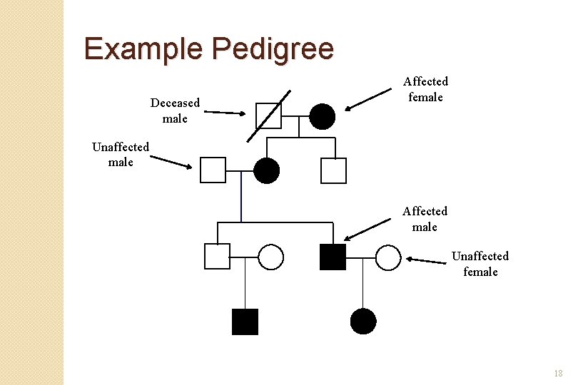 Example Pedigree Deceased male Affected female Unaffected male Affected male Unaffected female 18 