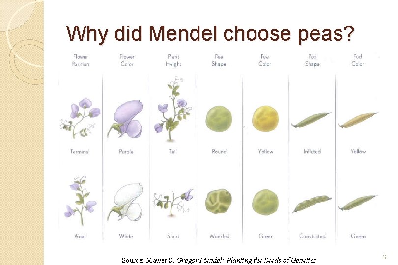 Why did Mendel choose peas? Source: Mawer S. Gregor Mendel: Planting the Seeds of
