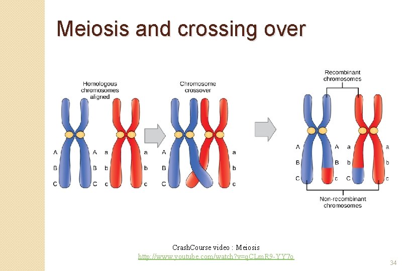 Meiosis and crossing over Crash. Course video : Meiosis http: //www. youtube. com/watch? v=q.