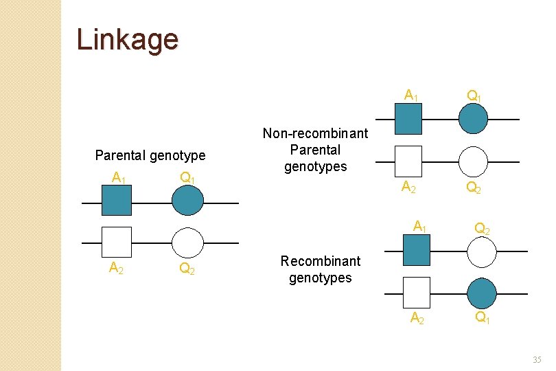 Linkage Parental genotype A 1 A 2 Q 1 Q 2 A 1 Q
