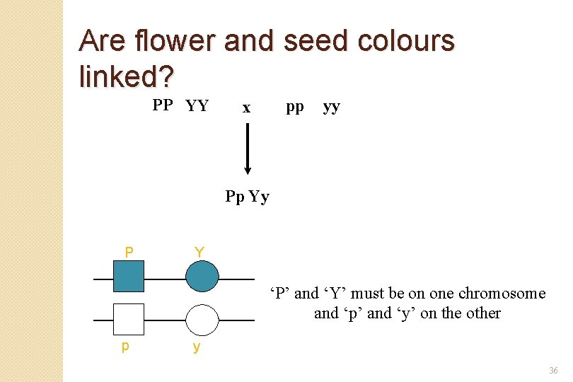 Are flower and seed colours linked? PP YY pp x yy Pp Yy P