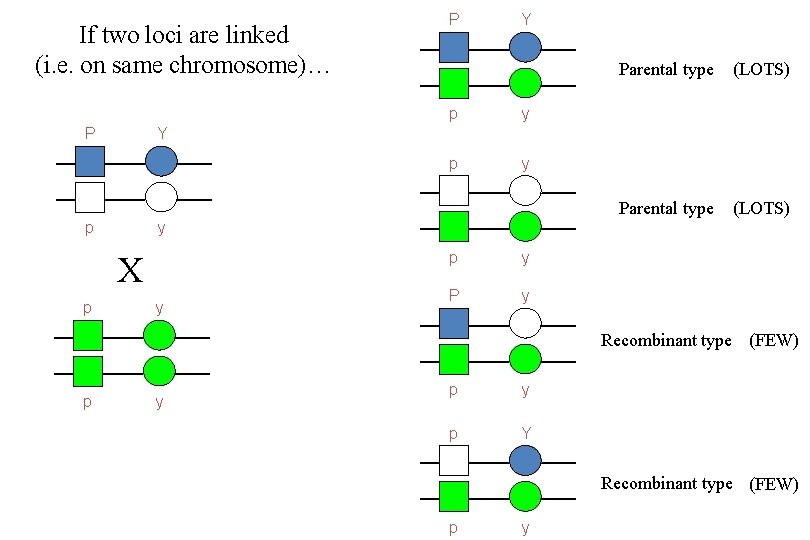 If two loci are linked (i. e. on same chromosome)… P Y p y