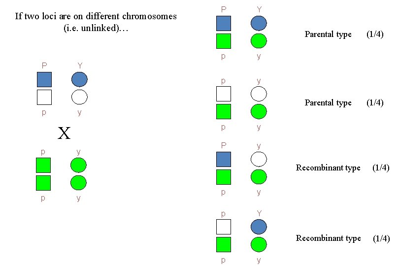 If two loci are on different chromosomes (i. e. unlinked)… P p y Parental