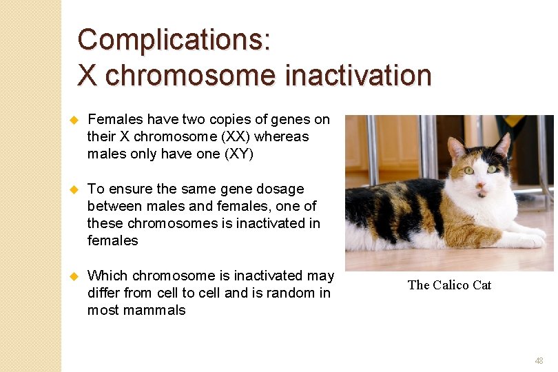 Complications: X chromosome inactivation u Females have two copies of genes on their X