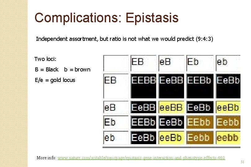 Complications: Epistasis Independent assortment, but ratio is not what we would predict (9: 4: