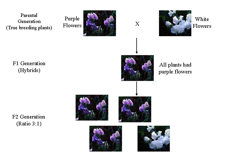 Parental Generation (True breeding plants) F 1 Generation (Hybrids) F 2 Generation (Ratio 3: