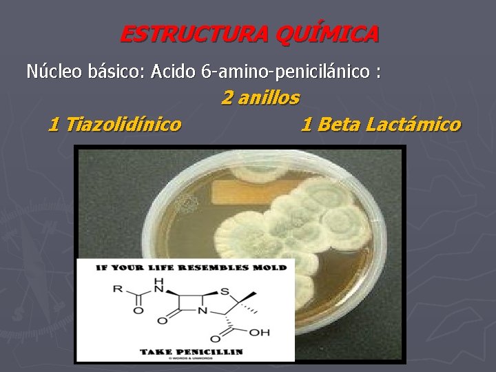 ESTRUCTURA QUÍMICA Núcleo básico: Acido 6 -amino-penicilánico : 2 anillos 1 Tiazolidínico 1 Beta