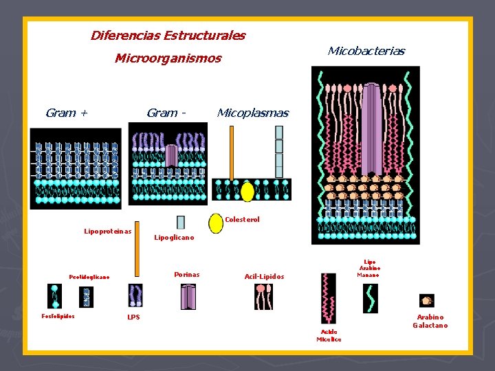 Diferencias Estructurales Micobacterias Microorganismos Gram + Gram - Micoplasmas Colesterol Lipoproteinas Porinas Peotidoglicano Fosfolipidos