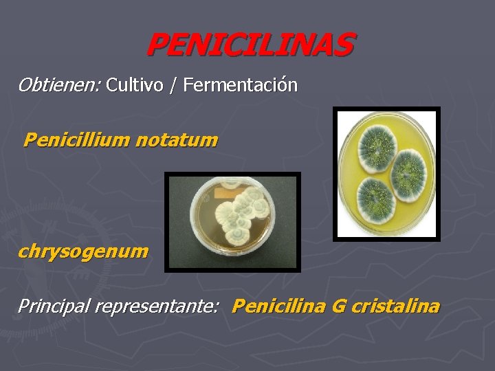 PENICILINAS Obtienen: Cultivo / Fermentación Penicillium notatum chrysogenum Principal representante: Penicilina G cristalina 