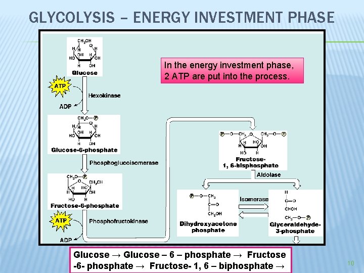 GLYCOLYSIS – ENERGY INVESTMENT PHASE In the energy investment phase, 2 ATP are put