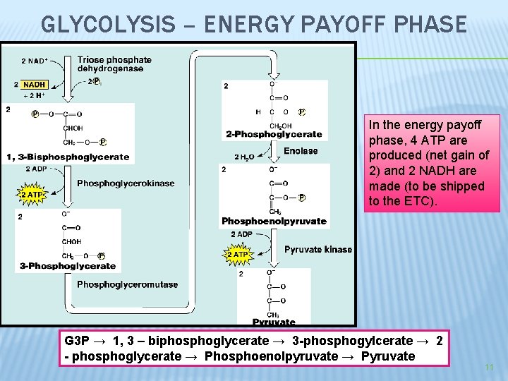 GLYCOLYSIS – ENERGY PAYOFF PHASE In the energy payoff phase, 4 ATP are produced