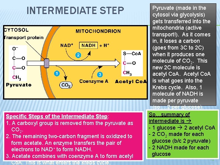 INTERMEDIATE STEP Specific Steps of the Intermediate Step: 1. A carboxyl group is removed