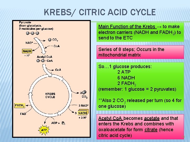 KREBS/ CITRIC ACID CYCLE Main Function of the Krebs → to make electron carriers