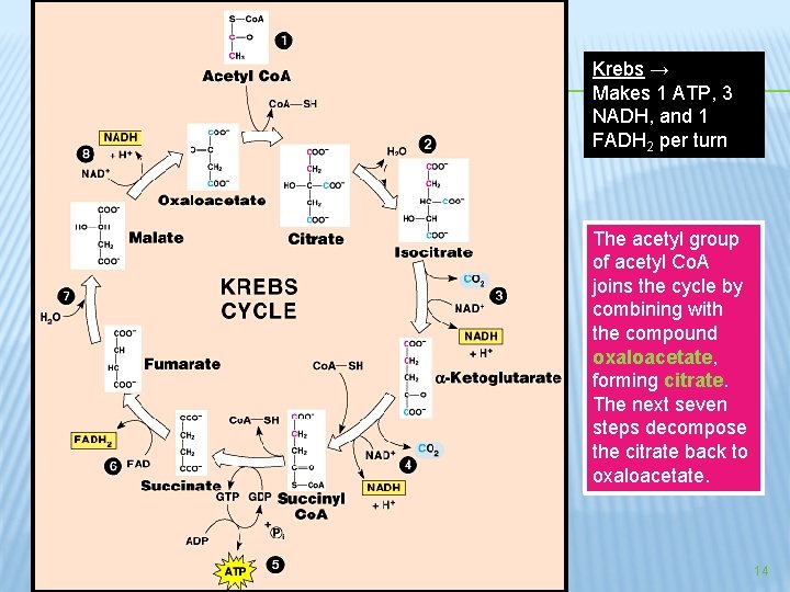 Krebs → Makes 1 ATP, 3 NADH, and 1 FADH 2 per turn The