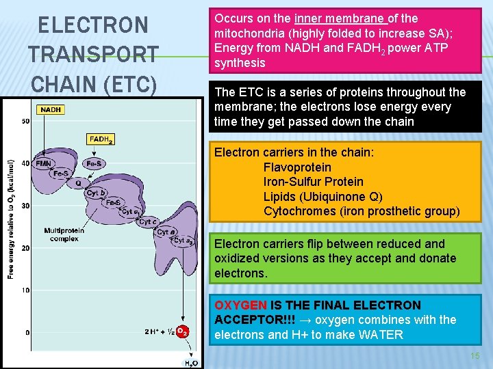 ELECTRON TRANSPORT CHAIN (ETC) Occurs on the inner membrane of the mitochondria (highly folded