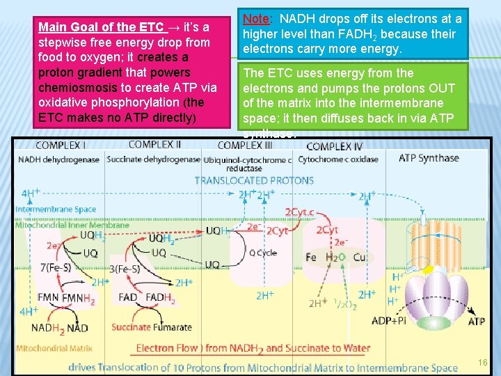 Main Goal of the ETC → it’s a stepwise free energy drop from food