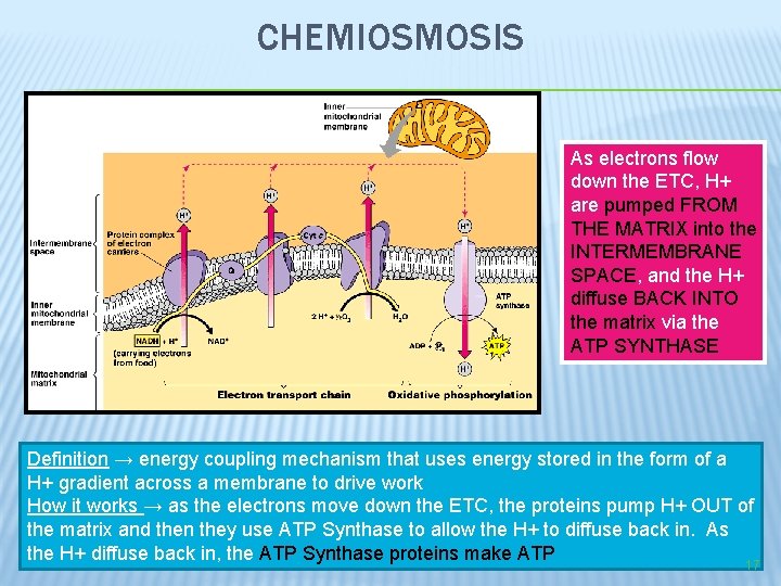 CHEMIOSMOSIS As electrons flow down the ETC, H+ are pumped FROM THE MATRIX into