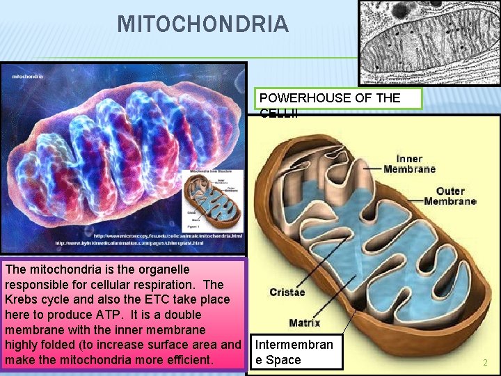 MITOCHONDRIA POWERHOUSE OF THE CELL!! The mitochondria is the organelle responsible for cellular respiration.