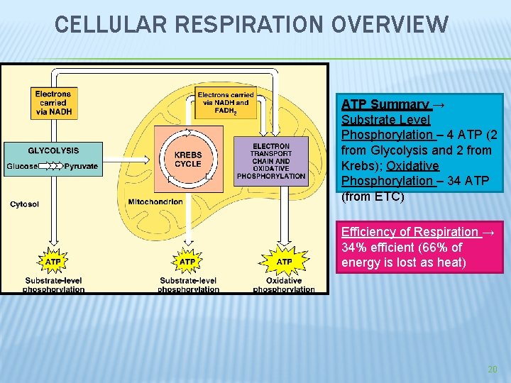 CELLULAR RESPIRATION OVERVIEW ATP Summary → Substrate Level Phosphorylation – 4 ATP (2 from