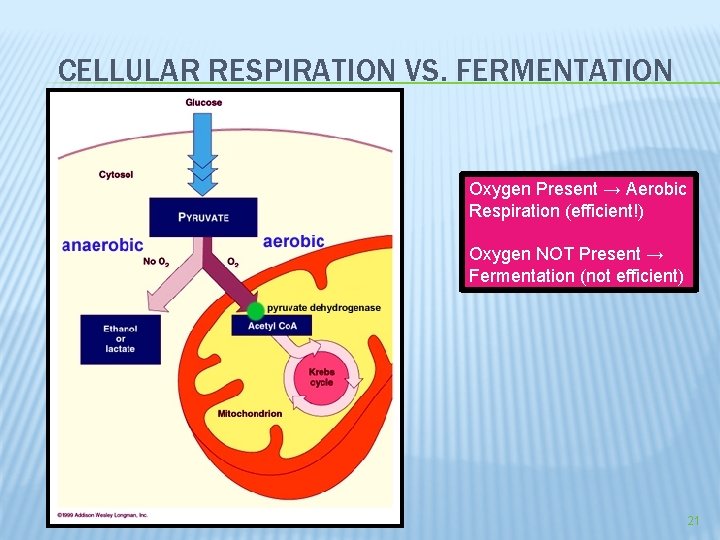 CELLULAR RESPIRATION VS. FERMENTATION Oxygen Present → Aerobic Respiration (efficient!) Oxygen NOT Present →