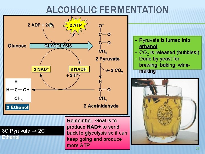 ALCOHOLIC FERMENTATION - Pyruvate is turned into ethanol - CO 2 is released (bubbles!)