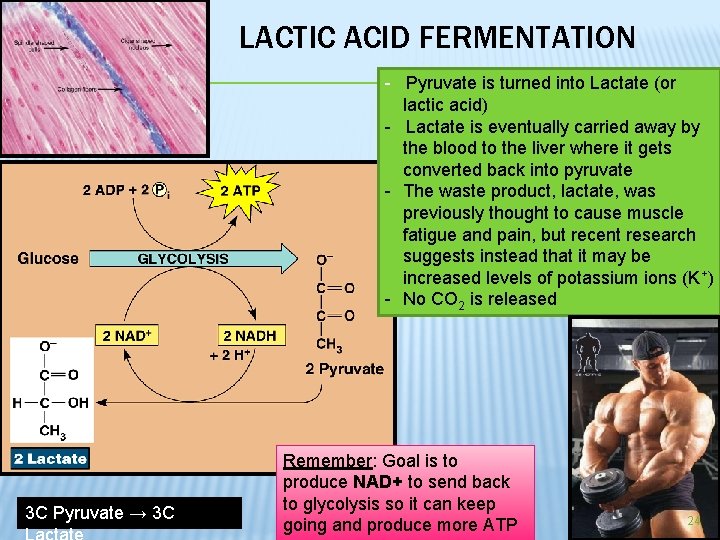 LACTIC ACID FERMENTATION - Pyruvate is turned into Lactate (or lactic acid) - Lactate