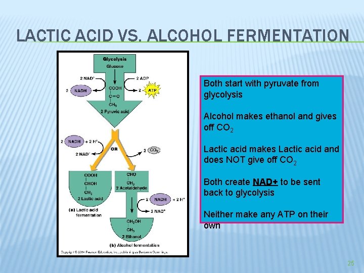 LACTIC ACID VS. ALCOHOL FERMENTATION Both start with pyruvate from glycolysis Alcohol makes ethanol