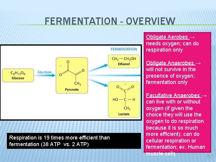 FERMENTATION - OVERVIEW Obligate Aerobes → needs oxygen; can do respiration only Obligate Anaerobes