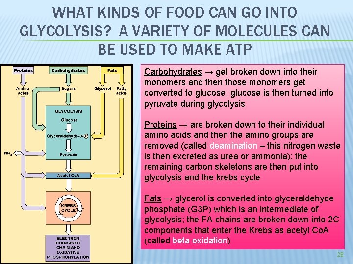 WHAT KINDS OF FOOD CAN GO INTO GLYCOLYSIS? A VARIETY OF MOLECULES CAN BE