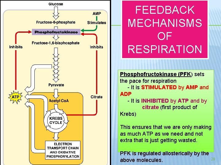 FEEDBACK MECHANISMS OF RESPIRATION Phosphofructokinase (PFK) sets the pace for respiration - It is