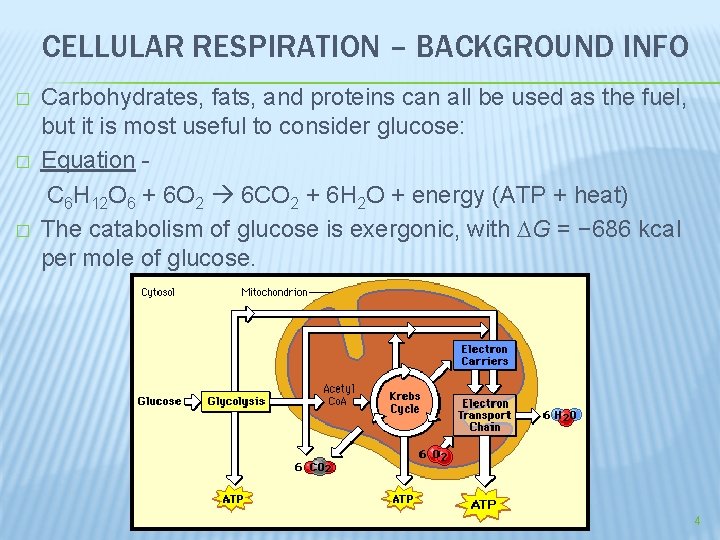 CELLULAR RESPIRATION – BACKGROUND INFO � � � Carbohydrates, fats, and proteins can all