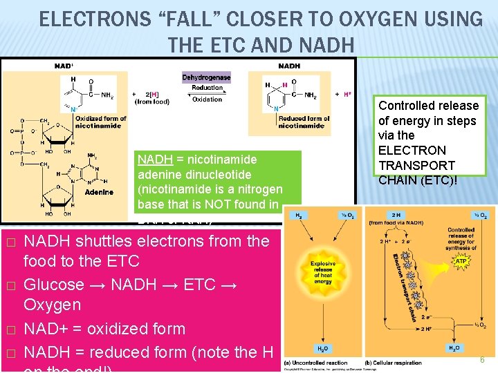 ELECTRONS “FALL” CLOSER TO OXYGEN USING THE ETC AND NADH = nicotinamide adenine dinucleotide