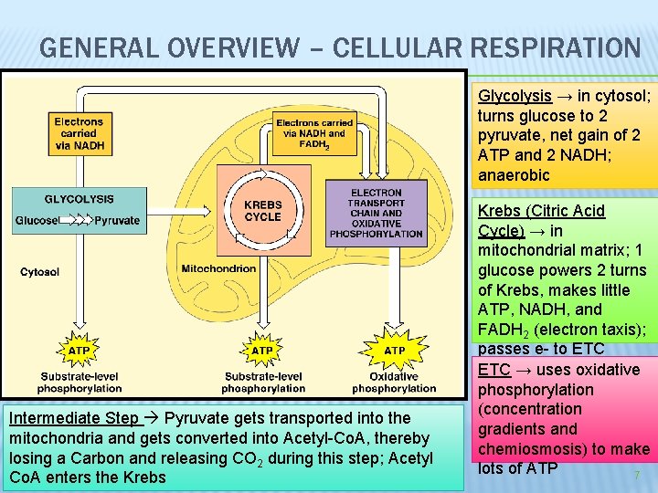 GENERAL OVERVIEW – CELLULAR RESPIRATION Glycolysis → in cytosol; turns glucose to 2 pyruvate,