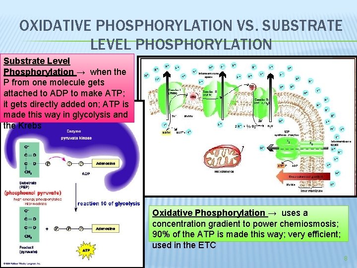 OXIDATIVE PHOSPHORYLATION VS. SUBSTRATE LEVEL PHOSPHORYLATION Substrate Level Phosphorylation → when the P from