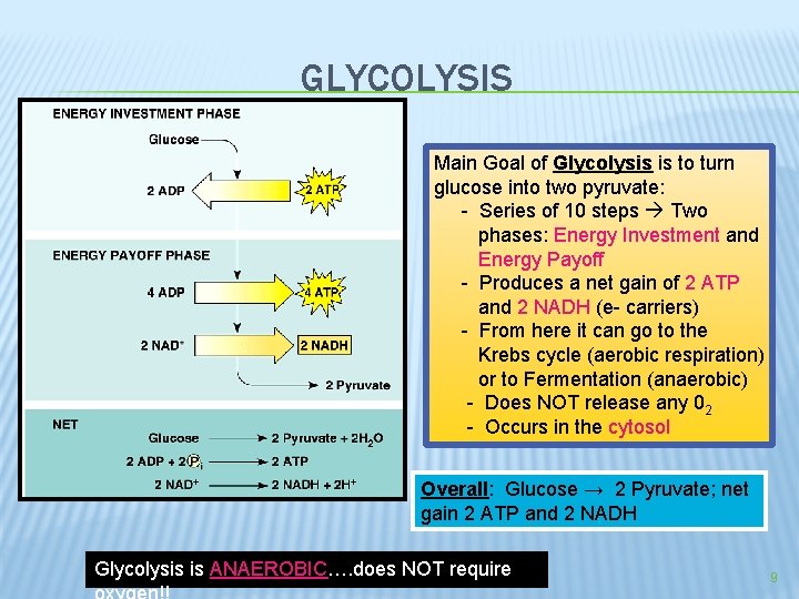 GLYCOLYSIS Main Goal of Glycolysis is to turn glucose into two pyruvate: - Series