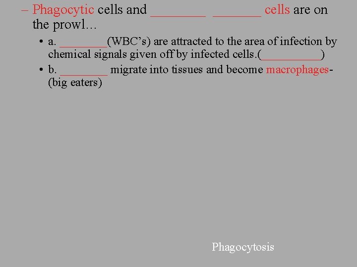– Phagocytic cells and _______ cells are on the prowl… • a. ____(WBC’s) are